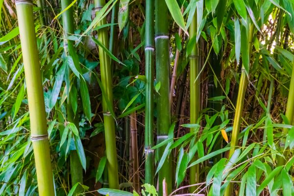 Cost of Bamboo Trimming in Lake Mary