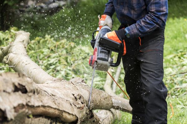 Cost of Branch Removal Service in Lake Mary