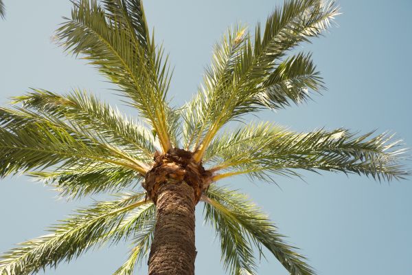 Palm Tree Pruning in Lake Mary