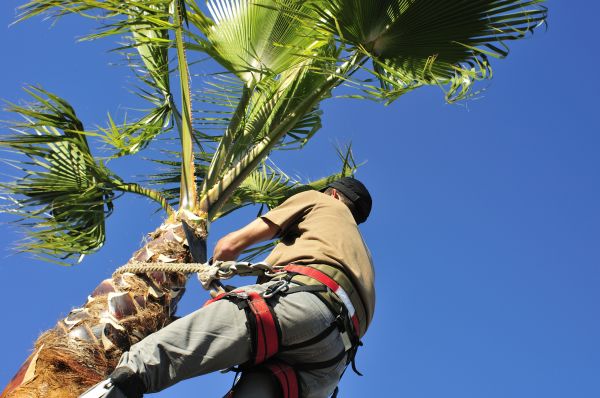 Palm Tree Trimming in Lake Mary