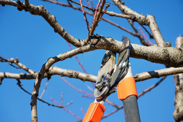 Residential Tree Service in Lake Mary