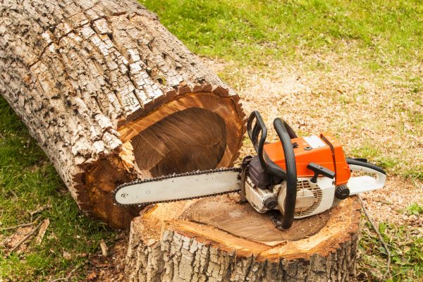 Tree Cutting Service in Lake Mary