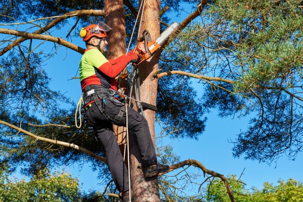 Tree Service in Lake Mary