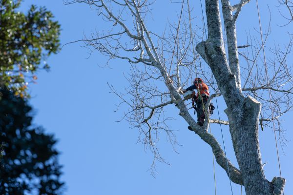 Cost of Tree Topping Service in Lake Mary