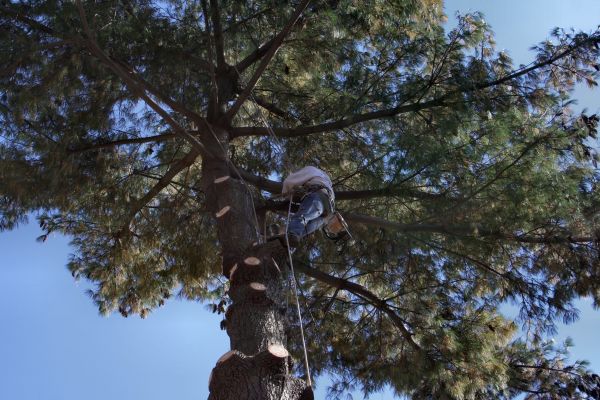 Cost of Trimming Service in Lake Mary