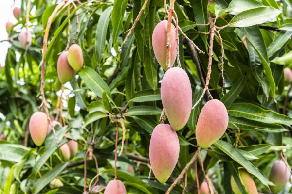 Cost of Mango Tree Trimming in Lake Mary