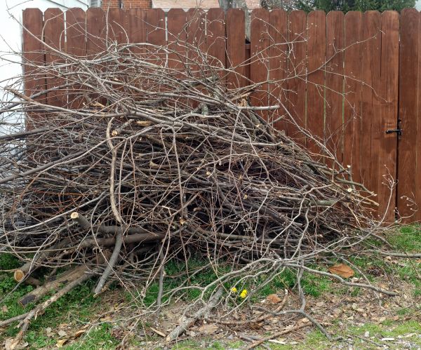 Cost of Dead Branch Removal in Lake Mary