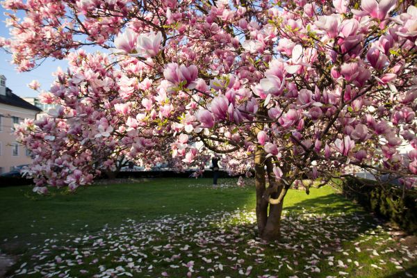 Cost of Ornamental Tree Pruning in Lake Mary