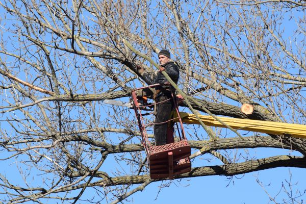 Cost of Emergency Tree Trimming in Lake Mary