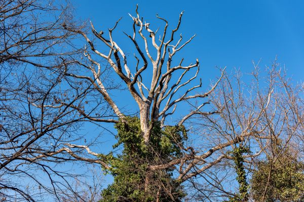 Cost of Deadwood Removal in Lake Mary