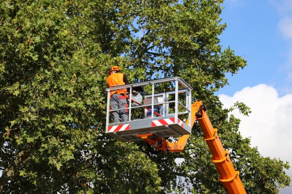 Commercial Tree Service in Lake Mary