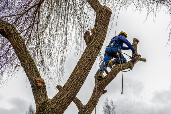 Cost of Tree Maintenance Service in Lake Mary