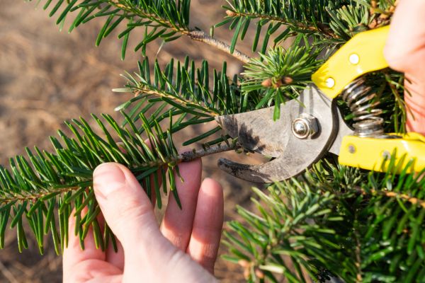 Pine Tree Pruning in Lake Mary