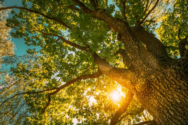 Cost of Oak Tree Pruning in Lake Mary