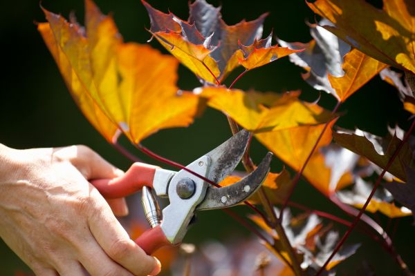 Cost of Maple Tree Pruning in Lake Mary