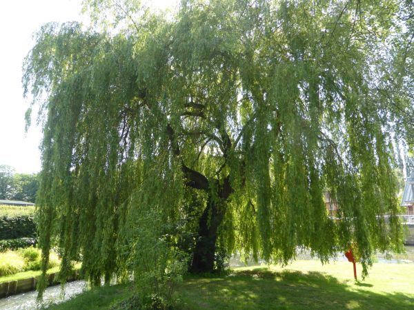 Cost of Willow Tree Trimming in Lake Mary