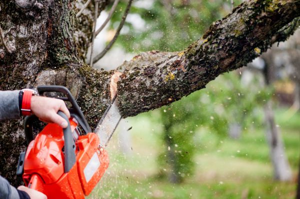 Cost of Tree Limbs Removal in Lake Mary