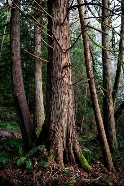 Cost of Cedar Tree Trimming in Lake Mary