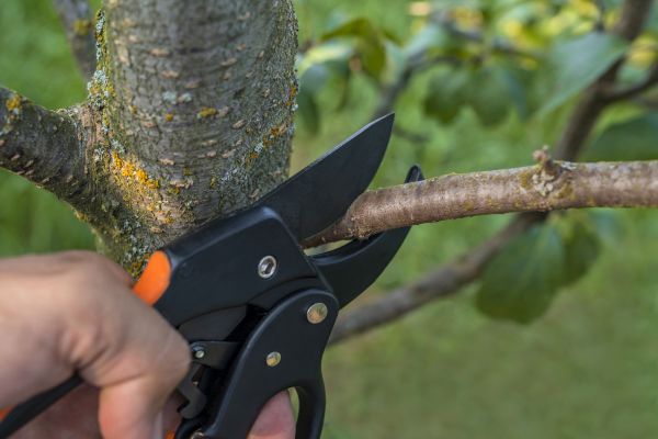 Cost of Tree Limb Cutting in Lake Mary