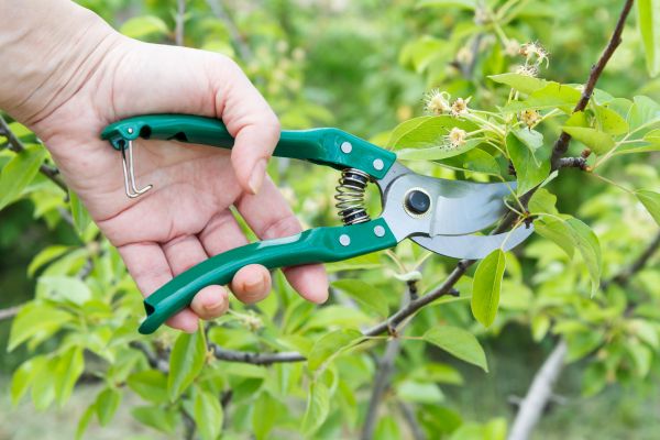 Cost of Pear Tree Pruning in Lake Mary