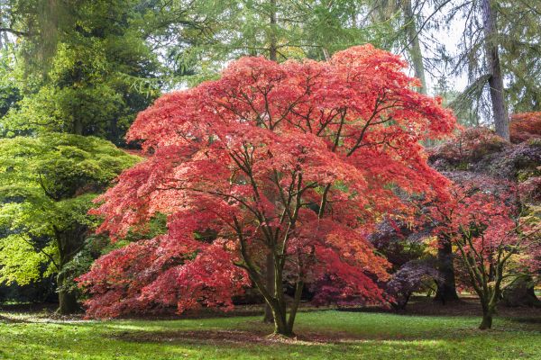 Japanese Maple Pruning in Lake Mary