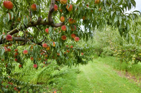 Cost of Peach Tree Pruning in Lake Mary