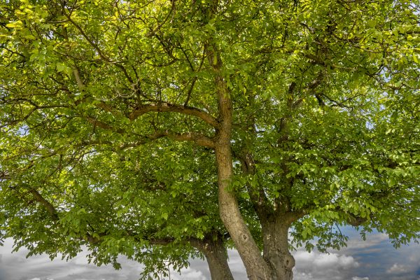 Cost of Walnut Tree Trimming in Lake Mary