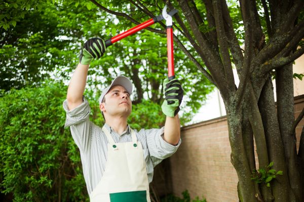 Cost of Tree Limb Pruning in Lake Mary