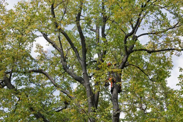 Cost of Tree Crown Shaping in Lake Mary