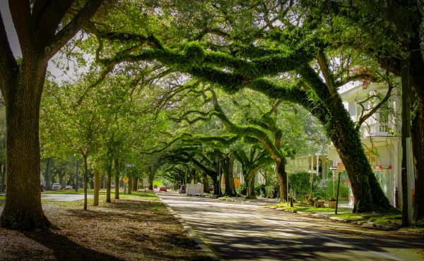 Cost of Tree Canopy Thinning in Lake Mary