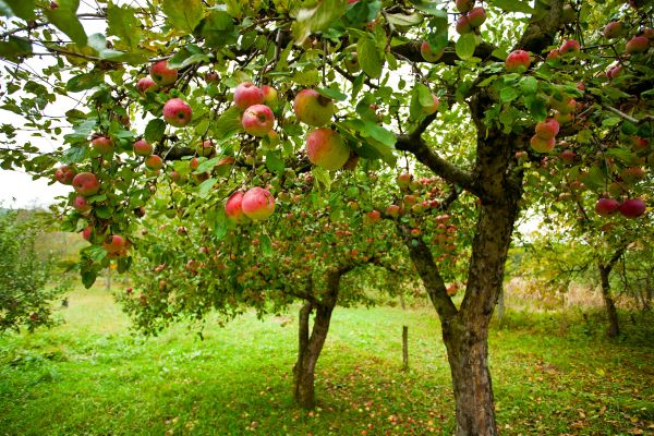 Cost of Apple Tree Pruning in Lake Mary