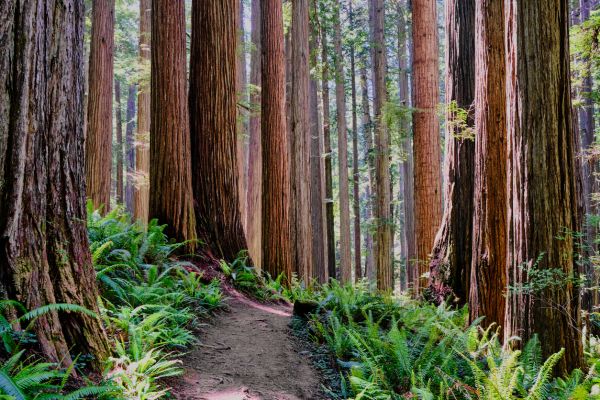 Cost of Redwood Tree Trimming in Lake Mary