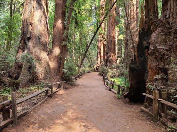 Cost of Redwood Tree Pruning in Lake Mary