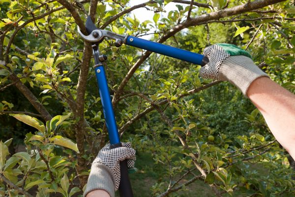 Cost of Residential Tree Pruning in Lake Mary