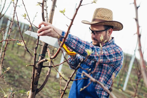 Cost of Orchard Tree Pruning in Lake Mary