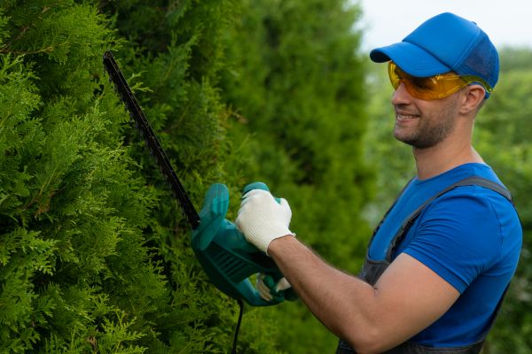 Cost of Tree Shaping Service in Lake Mary