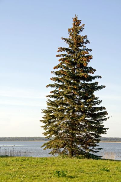Cost of Spruce Tree Pruning in Lake Mary