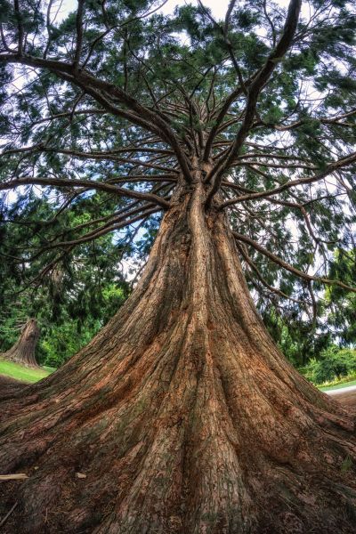 Cost of Cedar Tree Pruning in Lake Mary