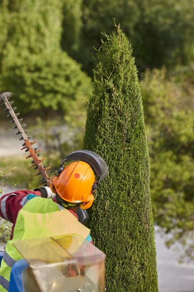 Cost of Cypress Tree Trimming in Lake Mary