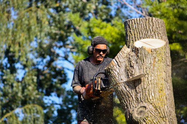 Cost of Ash Tree Pruning in Lake Mary