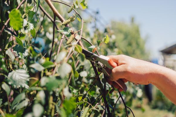 Cost of Birch Tree Pruning in Lake Mary