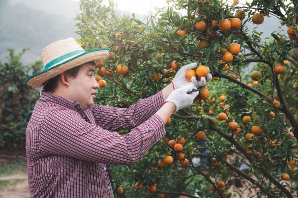 Cost of Orange Tree Pruning in Lake Mary
