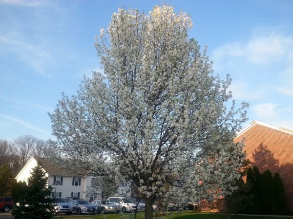 Cost of Bradford Pear Tree Pruning in Lake Mary