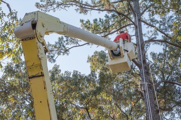 Cost of Limbs Trimming in Lake Mary