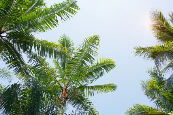Cost of Queen Palm Tree Trimming in Lake Mary