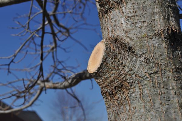 Cost of Limb Pruning in Lake Mary