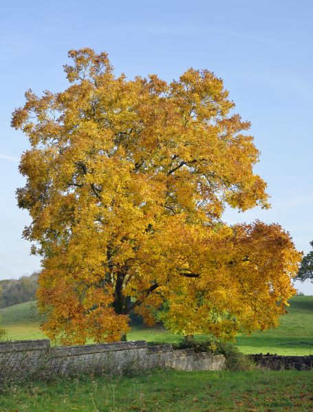 Cost of Hickory Tree Trimming in Lake Mary