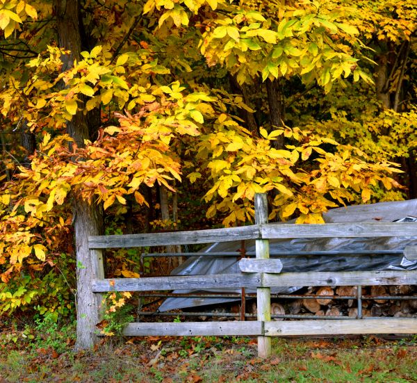 Cost of Hickory Tree Pruning in Lake Mary