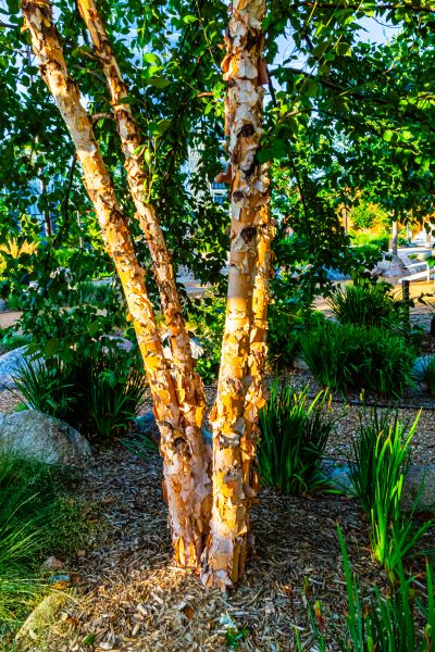 Cost of River Birch Trimming in Lake Mary
