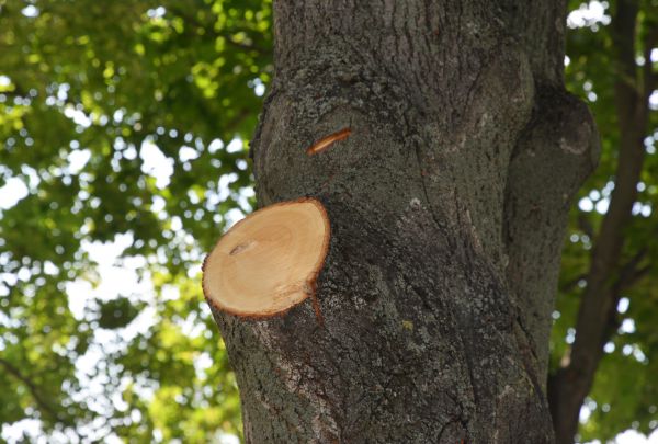 Cost of Limb Cutting in Lake Mary